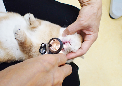 ウサギは病気になった時、ワンちゃんやネコちゃんに比べて治療や看護が大変です。
