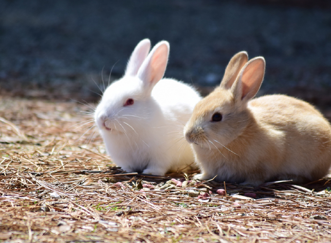 安城市や岡崎 西尾でうさぎの診療はパーク動物病院へ 完全予約制