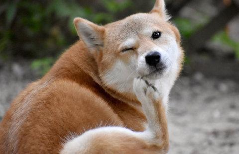 皮膚病は、動物達が症状を訴えるものから、気にしないものまで幅広い症状があります。