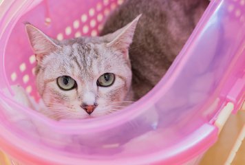 安城市で犬 猫 ウサギの診療は パーク動物病院 安城市で犬 猫 ウサギの診療は パーク動物病院
